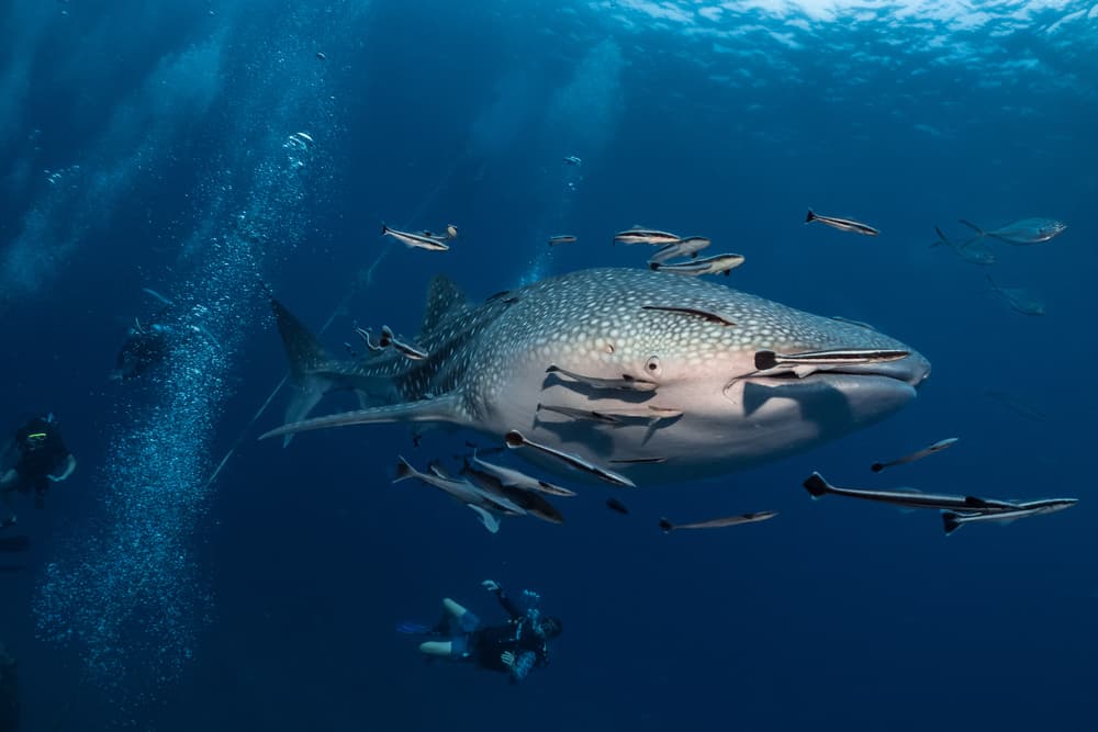 Osservazione degli squali balena a Oslob